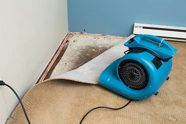 Best Basement water damage restoration  in Tyler, MN